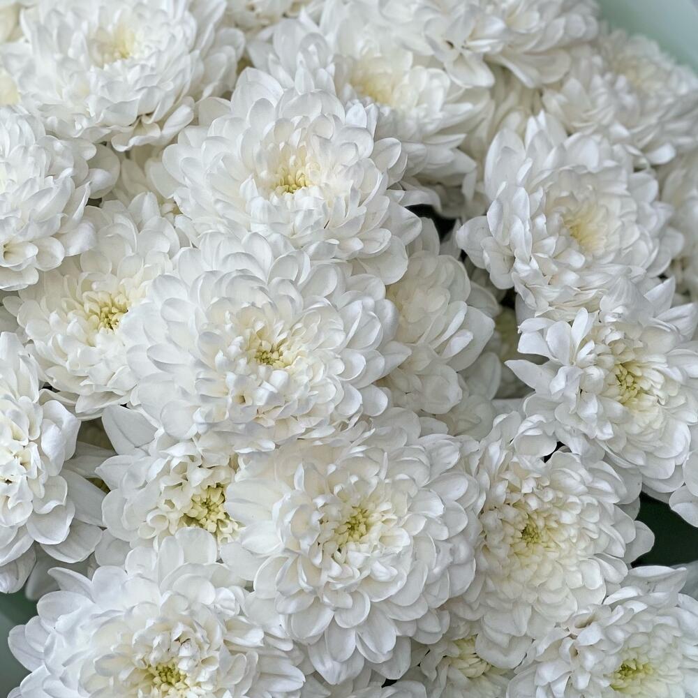 https://content2.flowwow-images.com/data/flowers/1000x1000/40/1686555827_33031640.jpg
